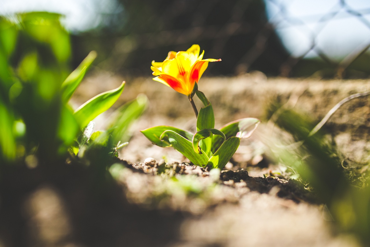 Colourful flower growing in harsh conditions